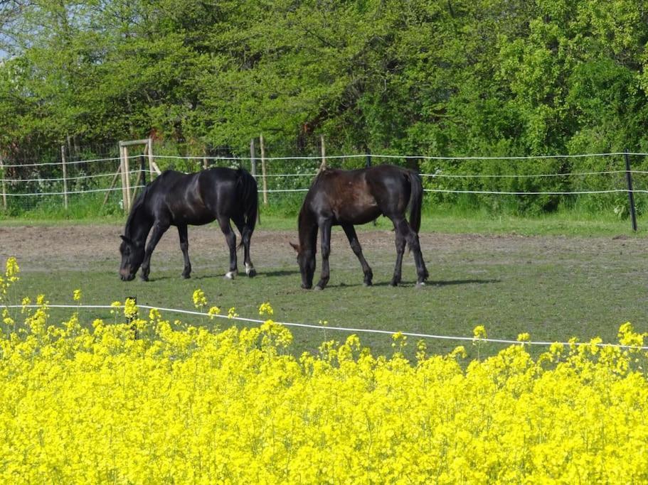 Inselidylle Villa Kunterbunt เฟมาร์น ภายนอก รูปภาพ